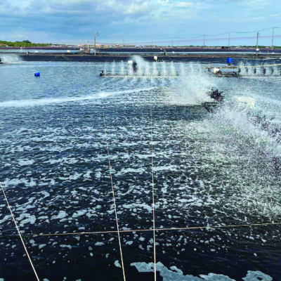 Hấp thụ khí độc ao tôm YUCCA GRO GOLD