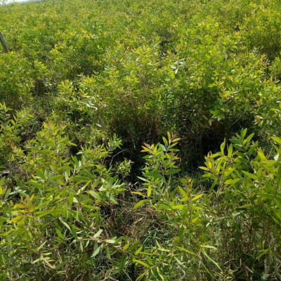 Tinh dầu Tràm Organic hữu cơ 10ml Mộc Mây - tinh dầu thiên nhiên nguyên chất 100% - dùng xông tắm ngừa cảm lạnh, giảm côn trùng cắn đốt cho Bé, Trẻ sơ sinh và Trẻ nhỏ | An toàn cho làn da nhạy cảm của Bé