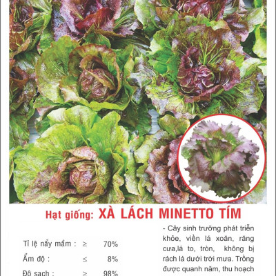 Hạt giống Xà lách Minetto Tím VTP138