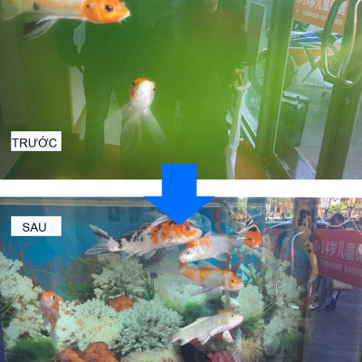 TN2B Seaweed - Thuốc Diệt Ký Sinh Trùng Ở Cá & Diệt Khuẩn, Rêu Tảo Trong Nước 500ml Loại Tốt 