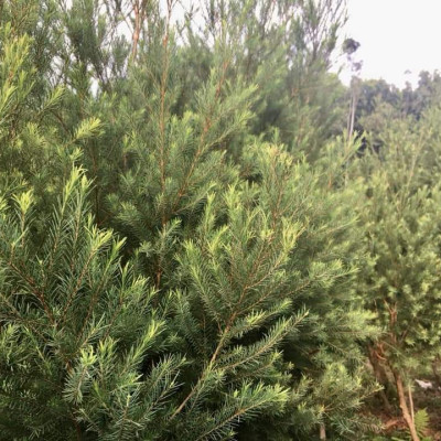 Tinh dầu Tràm Trà 100ml Mộc Mây - tinh dầu nguyên chất 100% từ thiên nhiên - chất lượng và mùi hương vượt trội