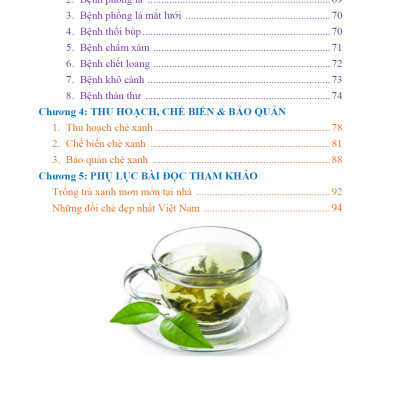 Bí Quyết Thành Công Kĩ Thuật Trồng Trà Xanh Hiệu Quả - KV