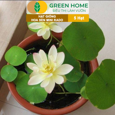 Hạt Giống Hoa Sen Mini Rado GreenHome, Gói 5 Hạt, Nhiều Màu, Dễ Trồng, Dễ Chăm, Nảy Mầm Tốt H21