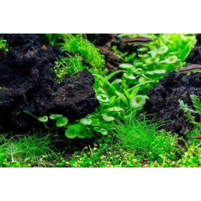 10KG Đá nham thạch cho bể cá cao cấp, vật liệu lọc nước hồ thủy sinh, trang trí bể cá cảnh, trồng lan