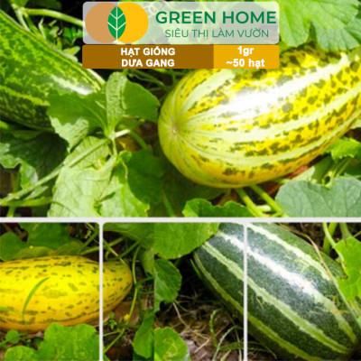 Hạt Giống Dưa Gang GreenHome, Gói 1gr~50 hạt, Dễ Trồng Quanh Năm, Nảy Mầm Cao, Thu Hoạch Nhanh, T04