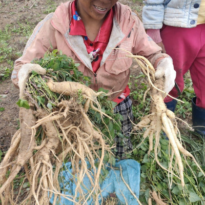 Mứt sâm dây Ngọc Linh DATO, ăn ngon,  bồi bổ cơ thể, phục hồi sức khỏe, tăng cường hệ miễn dịch