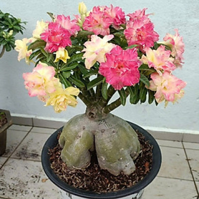 Hạt giống hoa sứ kép Thái Lan - Bịch 10 hạt – Mã số 1952