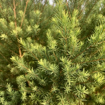 Tinh dầu Tràm Trà 50ml Mộc Mây - tinh dầu nguyên chất 100% từ thiên nhiên - chất lượng và mùi hương vượt trội