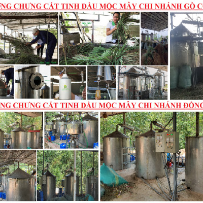 Tinh dầu Chanh tươi (Chanh Thái) 50ml Mộc Mây - tinh dầu thiên nhiên nguyên chất 100% - chất lượng và mùi hương vượt trội - Có kiểm định