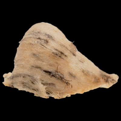 Tổ Yến Trắng Thô - Nhà Yến Nha Trang - Loại Chất Lượng 59 - Hộp 100 Gram - Tổ Yến Nguyên Chất - Tổ Yến Thô - Hàng Chính Hãng