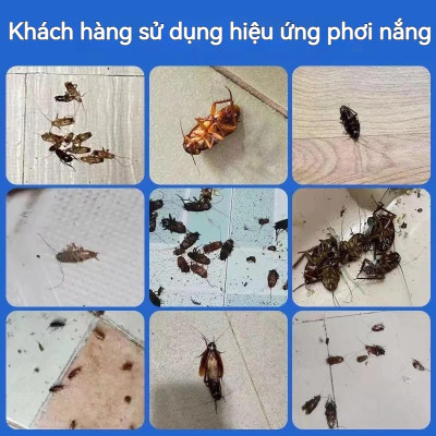 Combo 4 hộp thuốc diệt gián sinh học Housheng, diệt tận gốc tất cả các loại gián, hiệu quả, an toàn.