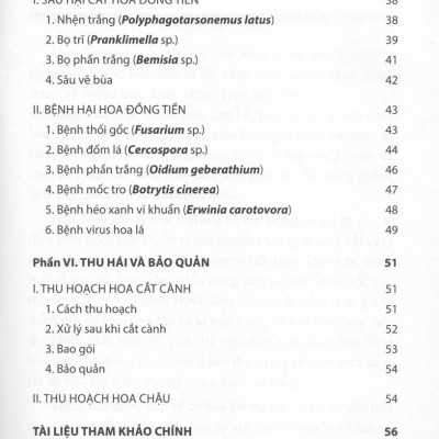 Cách Trồng HOA ĐỒNG TIỀN