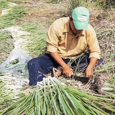 Tinh dầu Sả Chanh Organic 10ml Mộc Mây - tinh dầu nguyên chất từ thiên nhiên - chất lượng và mùi hương vượt trội