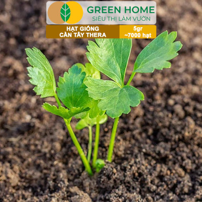 Hạt Giống Cần Tây Thera GreenHome, Gói 5g~700 hạt, Chịu Nhiệt Tốt, Năng Suất Cao, Nảy Mầm Đều G17