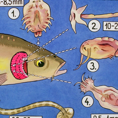 TN2B Seaweed - Thuốc Diệt Ký Sinh Trùng Ở Cá & Diệt Khuẩn, Rêu Tảo Trong Nước 500ml Loại Tốt 