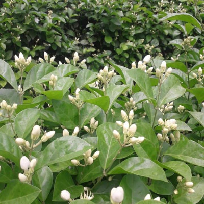 Tinh dầu hoa Lài (nhài) 50ml Mộc Mây - nguyên chất 100% từ thiên nhiên - chất lượng và mùi hương vượt trội