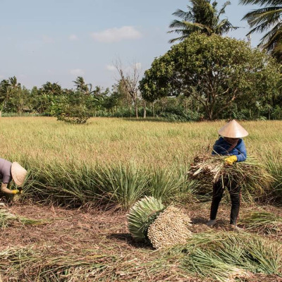 Tinh dầu Sả Chanh Organic 10ml Mộc Mây - tinh dầu nguyên chất từ thiên nhiên - chất lượng và mùi hương vượt trội