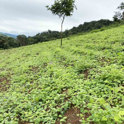 Trà Sâm Lạc Tiên DATO, trà lạc tiên, trà túi lọc, an thần, giúp ngủ ngon mỗi ngày, tăng cường sức khỏe
