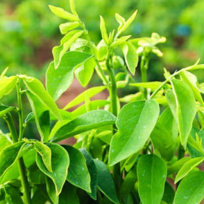 Hạt giống rau bồ ngót - rau bột ngọt VTS35