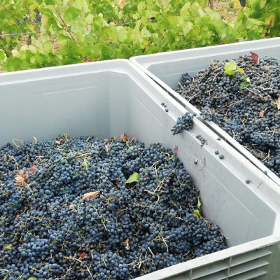 Rượu vang Ý ABVNDANTIA Negroamaro I.G.P Puglia (Italia) kèm túi hộp,đồ khui 