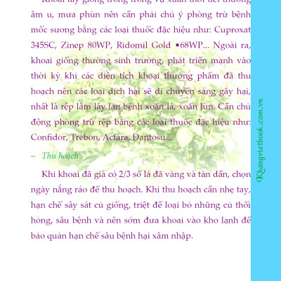 Bí Quyết Thành Công Kĩ Thuật Trồng Khoai Tây Hiệu Quả - KV