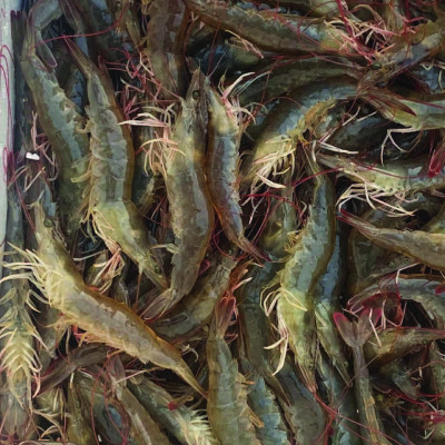 Hấp thụ khí độc ao tôm YUCCA GRO GOLD