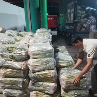 Tinh dầu Sả chanh 100ml Mộc Mây - tinh dầu nguyên chất 100% từ thiên nhiên - chất lượng và mùi hương vượt trội