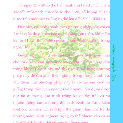 Bí Quyết Thành Công Kĩ Thuật Trồng Khoai Tây Hiệu Quả - KV