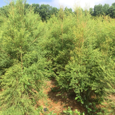 Tinh dầu Tràm Trà 100ml Mộc Mây - tinh dầu nguyên chất 100% từ thiên nhiên - chất lượng và mùi hương vượt trội